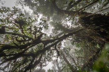 Bosques nubosos y fuentes de
