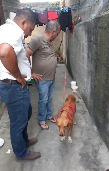 La DPI reporta ocho detenidos y 27 denuncias por maltrato animal en 2026. (cortesía)
