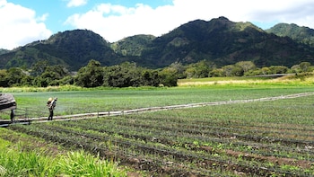 Definen estrategia “Hambre Cero al 2035” para reforzar la seguridad alimentaria en Honduras