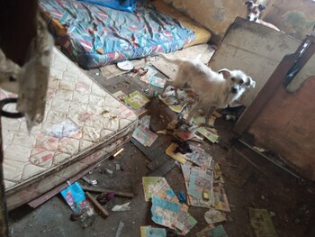 Perritos estaban abandonados en esta