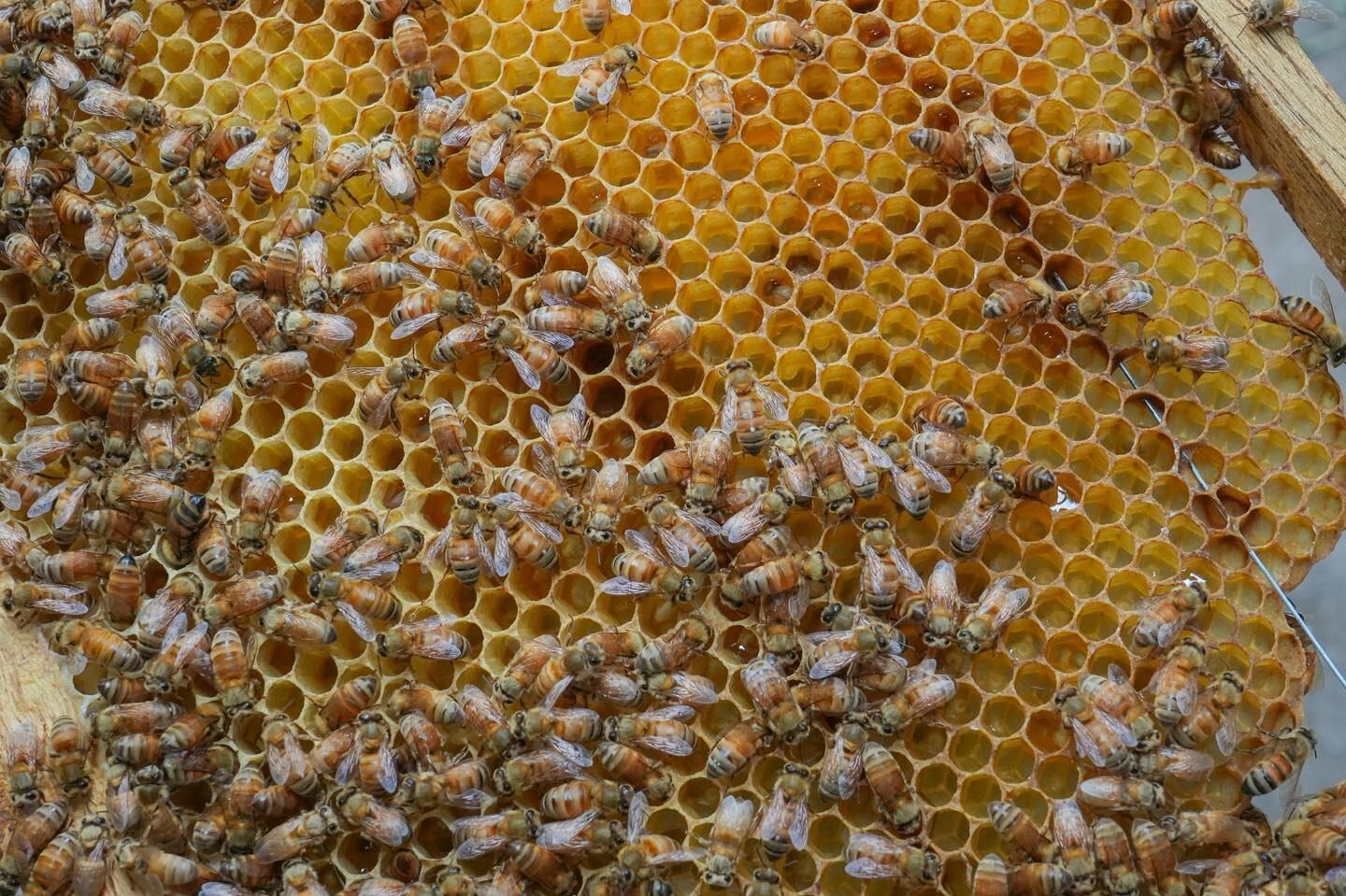 El fipronil causa peligro inaceptable para abejas, aves y organismos acuáticos, afectando la productividad agrícola costarricense. (Cortesía: Ministerio de Agricultura y Ganadería)
