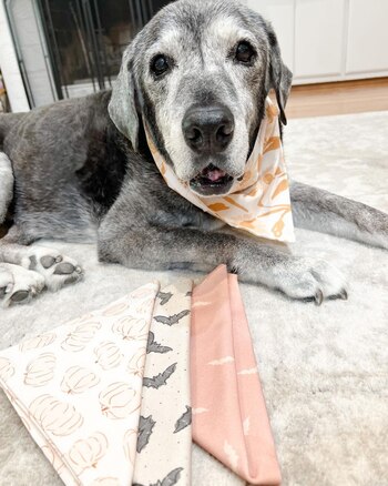 La canina disfrutó de algunos