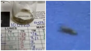 Exhibieron caída de gusanos en