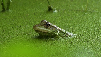 Distintas especies viven en armonía