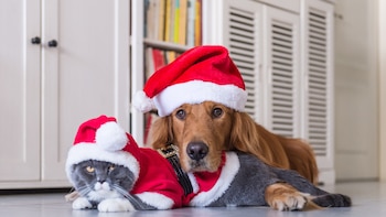 La variada oferta de ropa