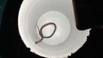 Víbora en CETRAM Pantitlán