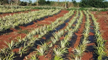 El cultivo del ananá avanza