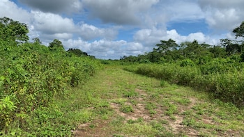 “Es una carretera de la muerte”: Economías ilegales amenazan a pueblos indígenas de la Amazonía a causa de caminos clandestinos