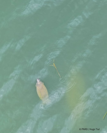 Fotografía desde arriba de un animal acuático que asoma el hocico en un cuerpo de agua verde con ondas concéntricas