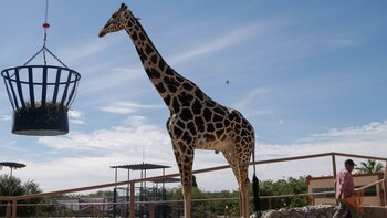 Benito, una jirafa macho de