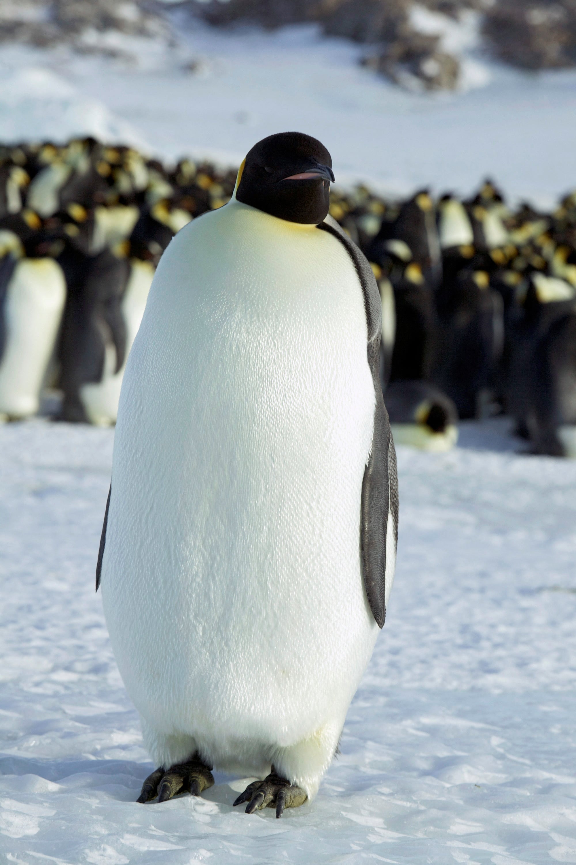 Cientos de miles de pingüinos emperador viven en 66 colonias distribuidas en las costas de la Antártida, según datos de la NASA (REUTERS/Martin Passingham)