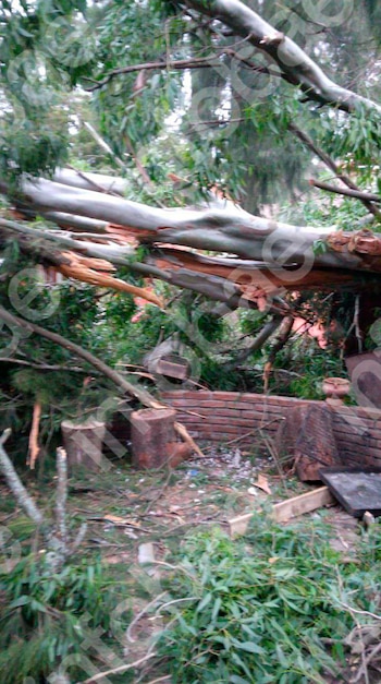 Cayeron dos árboles de su casa sobre la del vecino durante un temporal y deberá indemnizarlo