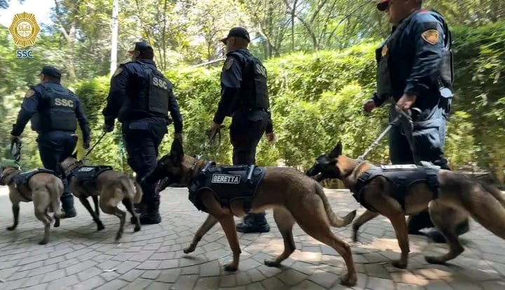 Los ejemplares, de raza Pastor Belga Malinois, fueron entrenados para actuar en espacios de alta concentración de personas y eventos masivos.. Foto: (SSC CDMX)