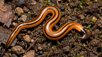 Gusano cabeza de martillo naranja y negro sobre tierra húmeda con musgo. Su cuerpo alargado serpentea sobre el suelo con pequeñas piedras y restos orgánicos.