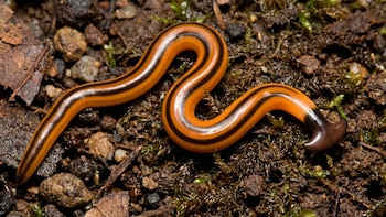 Del trópico al jardín: cómo el gusano martillo transforma el ecosistema y amenaza la biodiversidad