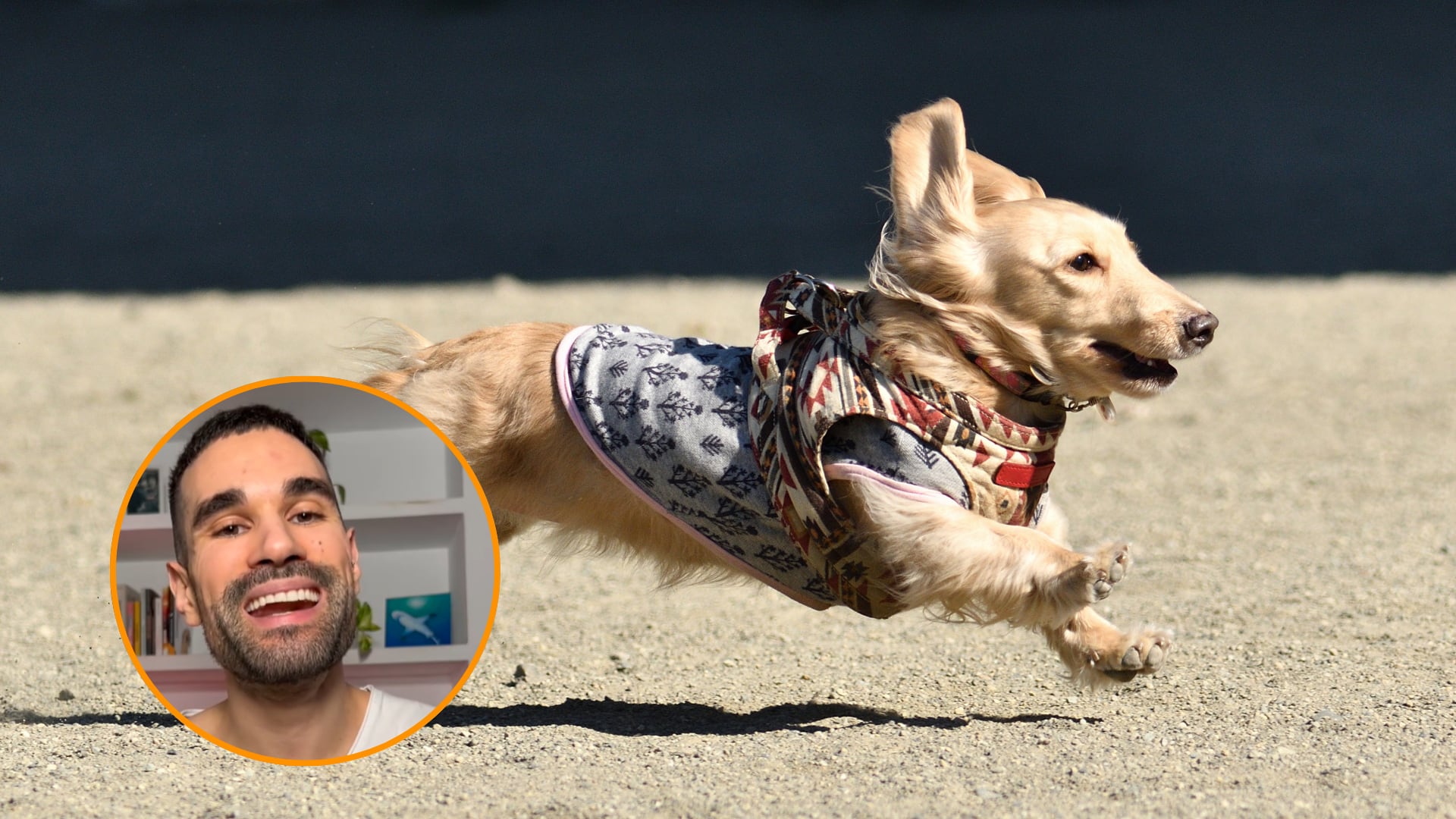 10 Consejos Expertos para Calmar a un Perro Nervioso e Inquieto