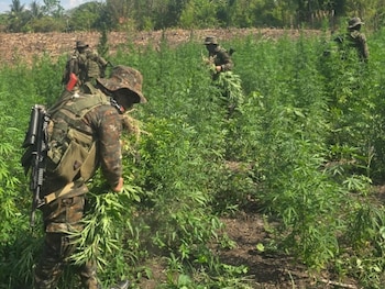 Varios soldados con uniformes de camuflaje y rifles de asalto caminan entre plantas verdes, arrancándolas en un campo abierto bajo el sol