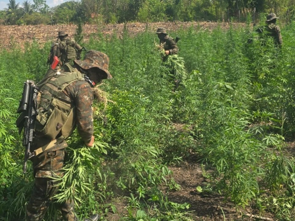 Un grupo de soldados erradica un vasto campo de plantas de marihuana. (Ejército de Guatemala)
