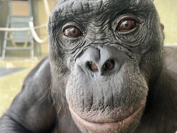 El estudio indica que la