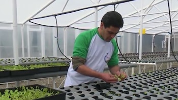 La producción hidropónica es una alternativa para propiciar una agricultura sostenible en la región.