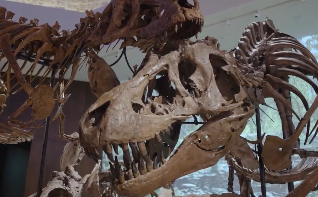 Los museos y las universidades pierden capacidad para adquirir piezas ante el avance de los compradores privados (Captura de video)