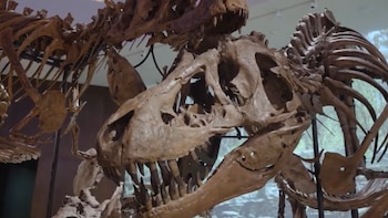Un museo colosal en tiempo récord: así se construyó el Natural History Museum de Abu Dabi