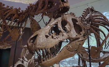 Dos esqueletos de dinosaurio de color marrón, uno en primer plano mostrando el cráneo y las costillas, en una sala con proyección de fondo