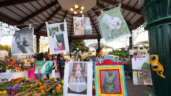 Municipalidad de Surco realizará un homenaje a las mascotas fallecidas este viernes 30 de octubre en la Plaza de Armas