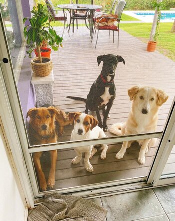 Pablo Granados mostró sus perros