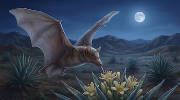 Murciélago Leptonycteris yerbabuenae volando hacia una flor de agave con polen. Montañas y luna llena en un cielo nocturno azul oscuro de fondo.