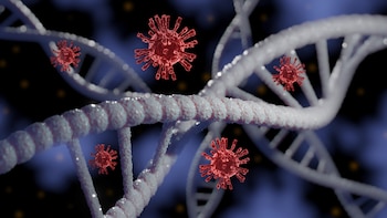 El nuevo coronavirus podría llegar a la situación que se tiene en la actualidad con el virus de la gripe, que por mutar constantemente y evadir los anticuerpos necesita de una vacuna diferente cada año (Getty Images)