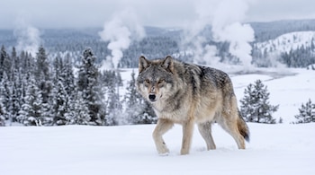 Lobo gris caminando hacia el frente sobre nieve profunda con árboles cubiertos de nieve y columnas de vapor al fondo.