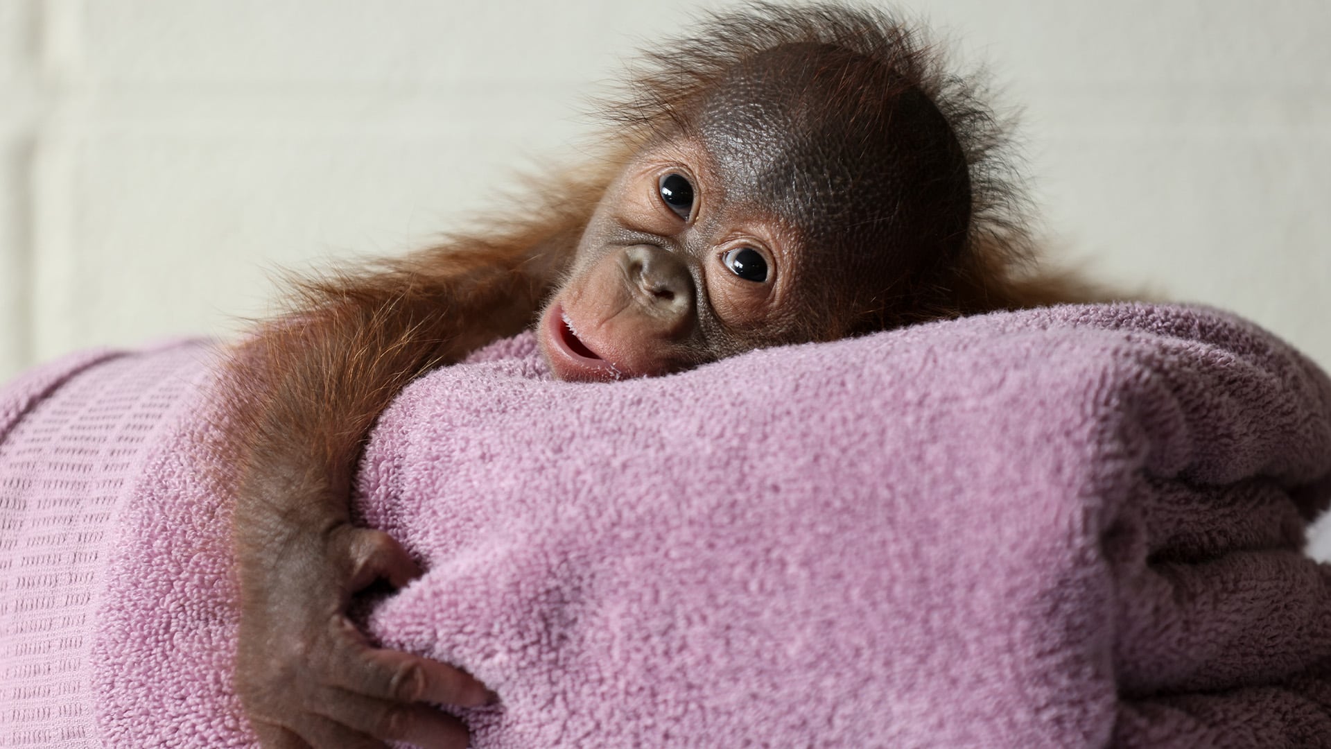 La dificultad del parto en primates puede requerir asistencia social y modificar el comportamiento materno en algunas especies (Cortesía Dublin Zoo)