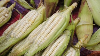 La leyenda del maíz gigante