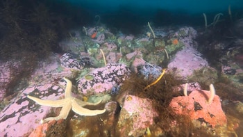 Una estrella de mar sobre rocas rosadas y oscuras cubiertas de algas y otras criaturas marinas en el fondo del océano