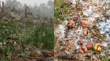 Daños causados por la granizada,