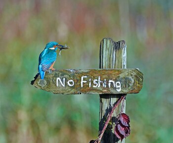 Sally Lloyd-Jones/ Comedy Wildlife Photography