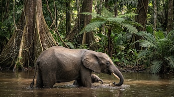 Un elefante adulto y una cría dentro de un río rodeado de vegetación densa, helechos y árboles de gran tamaño.