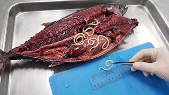 Un estudio científico encuentra parásitos en el 96% de los ejemplares de atún que analizó: qué hacer cuando congelar el pescado ya no es suficiente