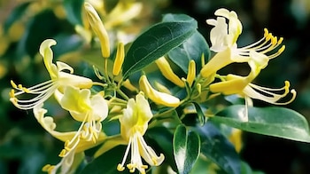 Estudios científicos han demostrado que