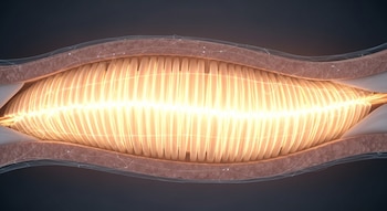 Ilustración 3D de un músculo bajo tensión, mostrando fibras musculares internas de color ámbar brillante dentro de un envoltorio de tejido orgánico.