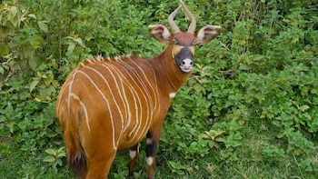 Kenia recibe 17 bongos de