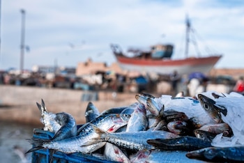 A diferencia del desempeño de la construcción, el sector Pesca presentó una contracción de 12,51% en marzo.