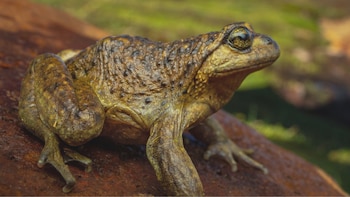 Rana de piel rugosa marrón y verde con ojos dorados y redondos, posada sobre un tronco. El fondo es verde borroso
