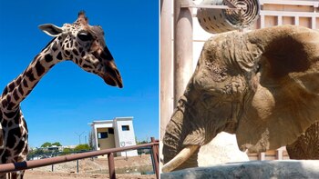 Grupos preocupados por el bienestar