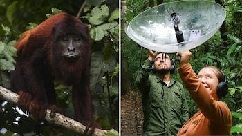 El proyecto peruano en la