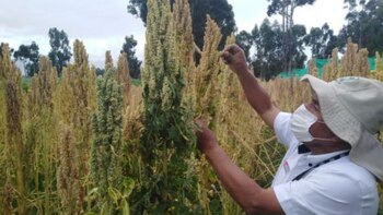 Las legumbres no solo nutren,