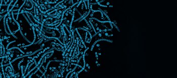 Al desarrollar una simulación cuántica precisa a la escala necesaria, Gálvez abre la puerta para la creación de nuevos medicamentos con mayor eficiencia y rapidez. (Shutterstock)