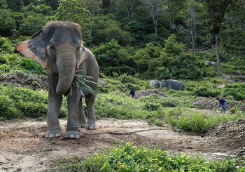 Según una investigación, los elefantes