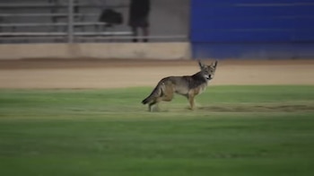Los parques del sur de California experimentan un incremento en avistamientos de coyotes. (Crédito: TikTok / @planelord)